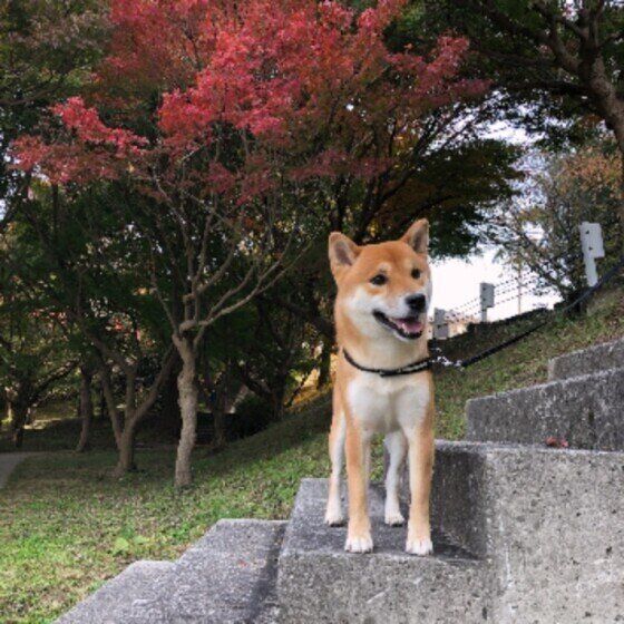 柴のコテツちゃん