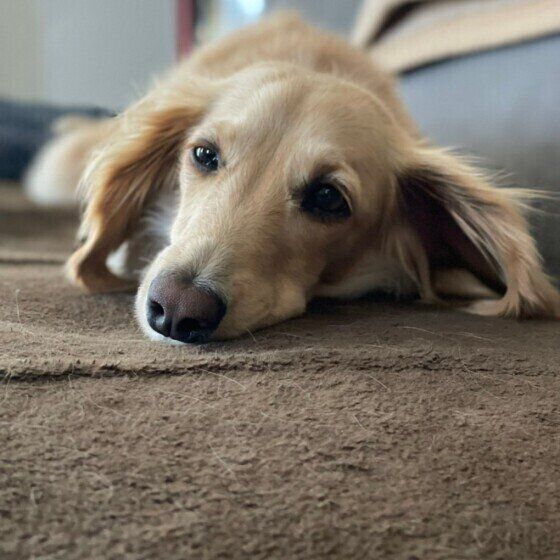 寝そべるミニチュア・ダックスフンド