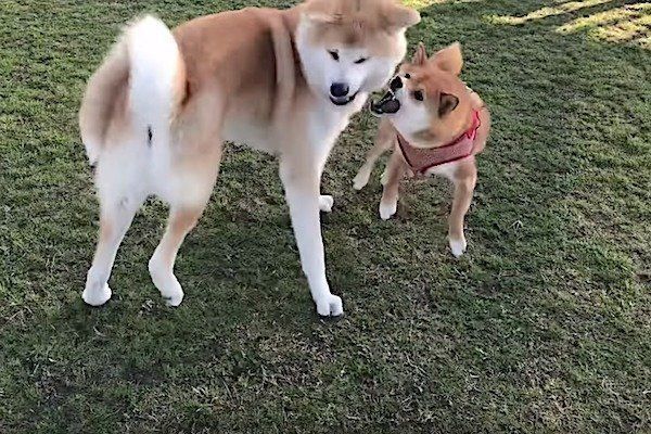 秋田犬に戦いを挑む柴犬