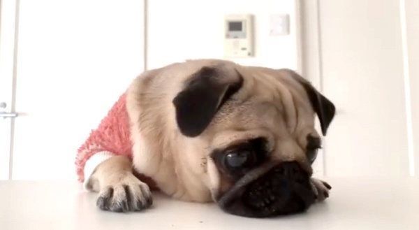 ダイエットするパグ