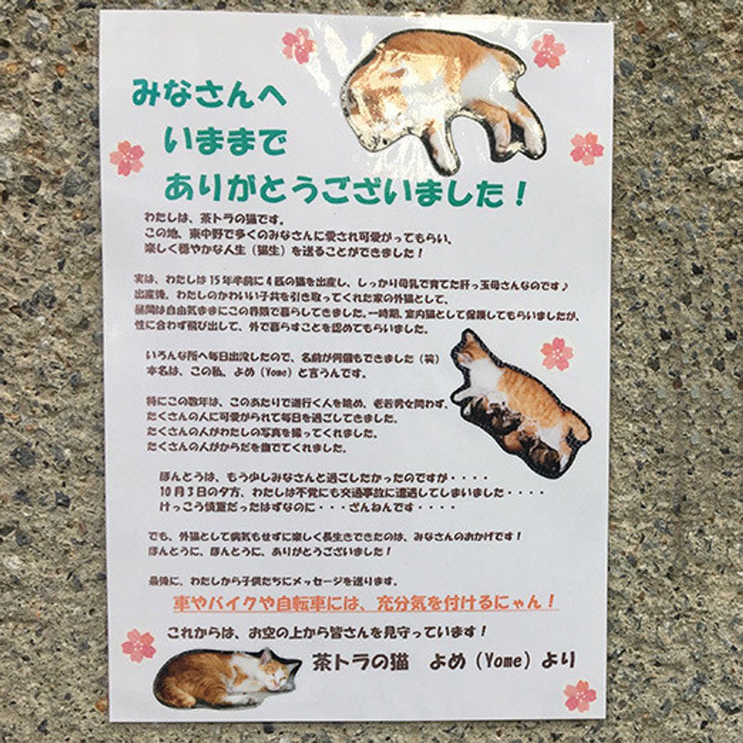 猫とマシューとマルモ マシューとマルモともだち100わんできるかな いぬのきもちweb Magazine 猫とマシューとマルモ マシューとマルモともだち100わんできるかな いぬのきもちweb Magazine