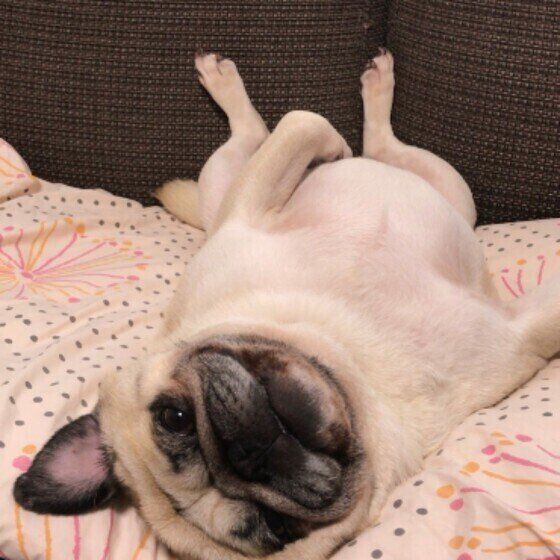 犬のお腹が鳴るのはなぜ？ 獣医師に聞いてみた いぬのきもち