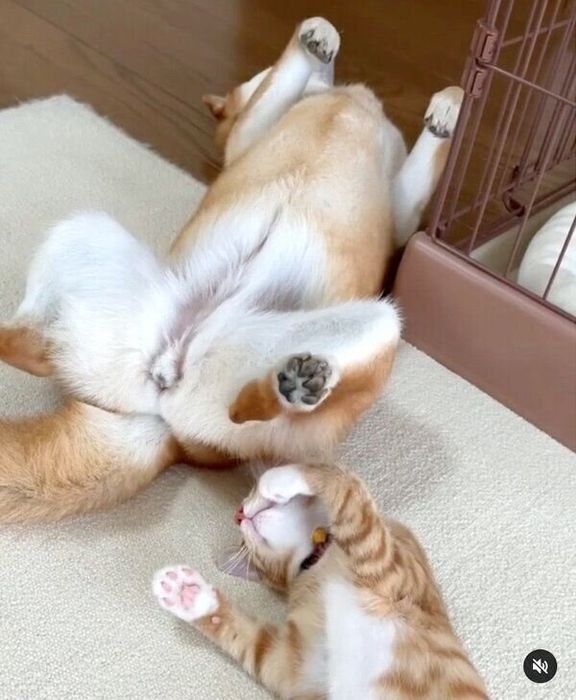 くつろぐぷくちゃん、りんくん