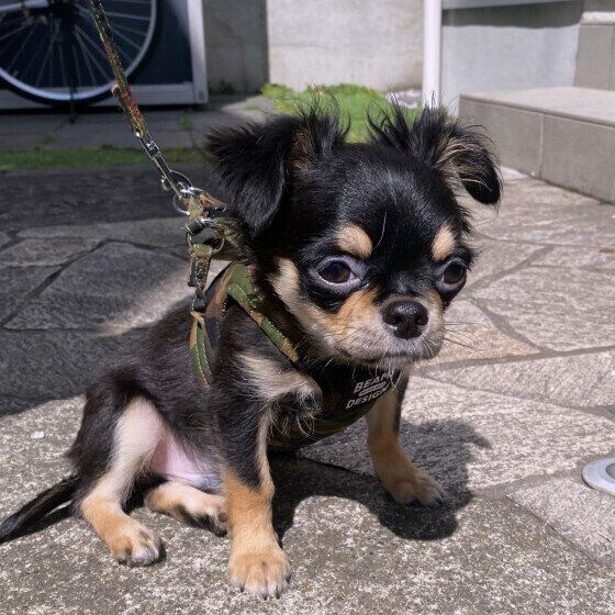 チワワ　私だけがかわいいと思ってる顔