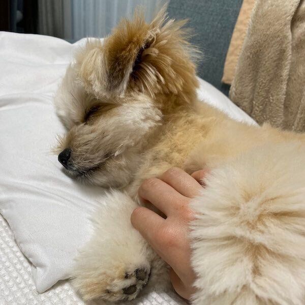 お腹をなでられながら眠ってしまった琴ちゃん