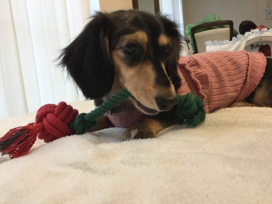 ダックスフンド