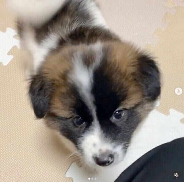 初めてしっぽをふりふりしてくれたぴーたくん