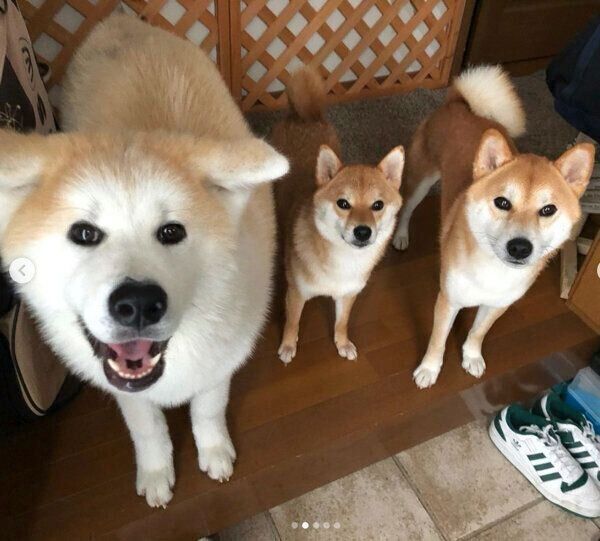 お見送りをするらいちゃんと先輩犬たち