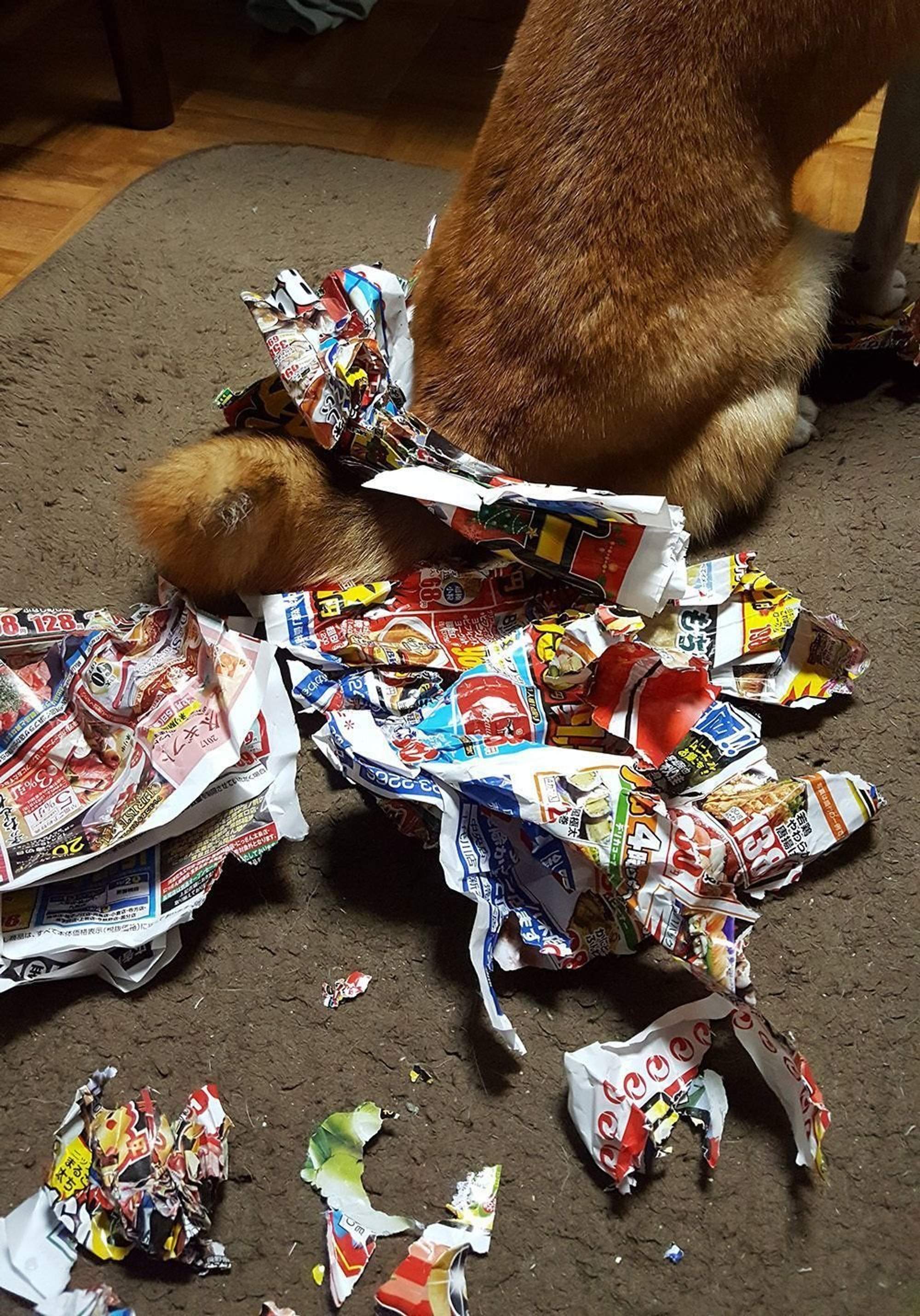 話題の犬あるあるイラスト コーナーを攻めるトコ 連載 ここ掘れここ柴 Vol 18 いぬのきもちweb Magazine 話題の犬あるあるイラスト コーナーを攻めるトコ 連載 ここ掘れここ柴 Vol 18 いぬのきもちweb Magazine