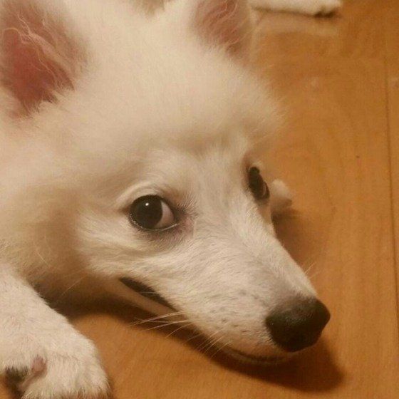 猿期？の日本スピッツ