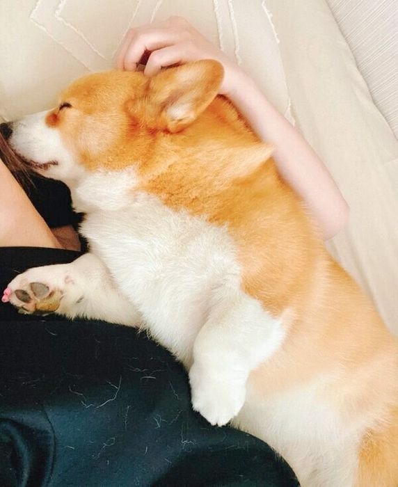 眠るこてつくん
