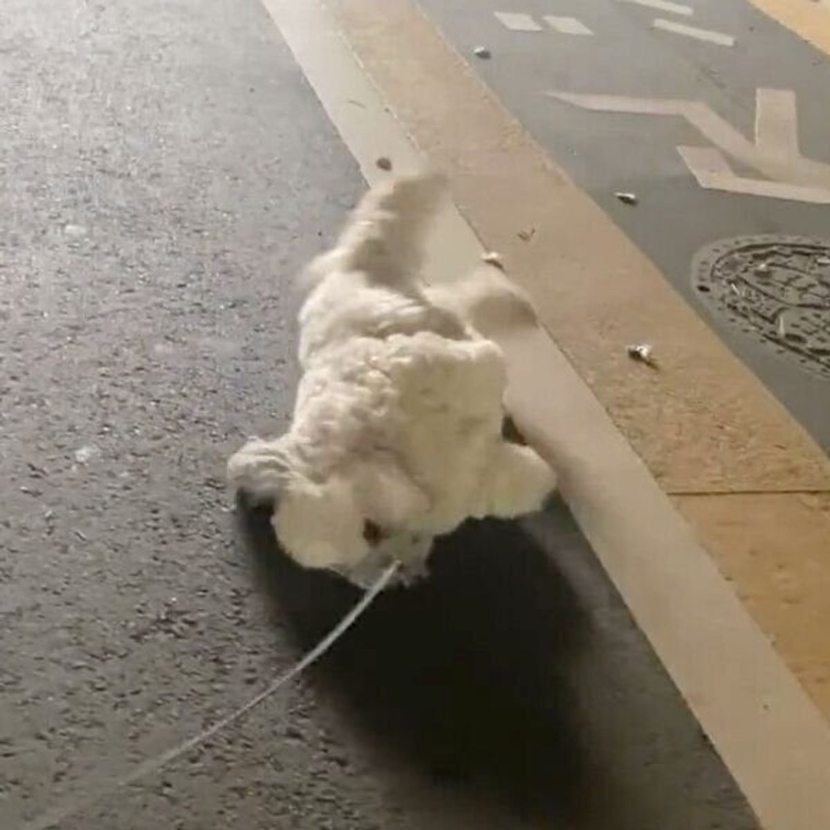 お散歩する犬が突然立ち止まって何を ダイナミックすぎる散歩拒否 に思わず爆笑 いぬのきもちweb Magazine お散歩する犬が突然立ち止まって何を ダイナミックすぎる散歩拒否 に思わず爆笑 いぬのきもちweb Magazine