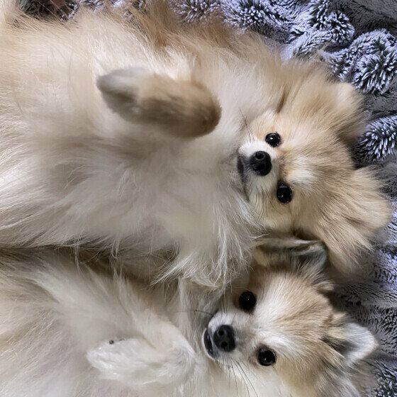 犬が撫でてほしい場所と犬を喜ばせる体の触り方・撫で方とは? いぬのきもち