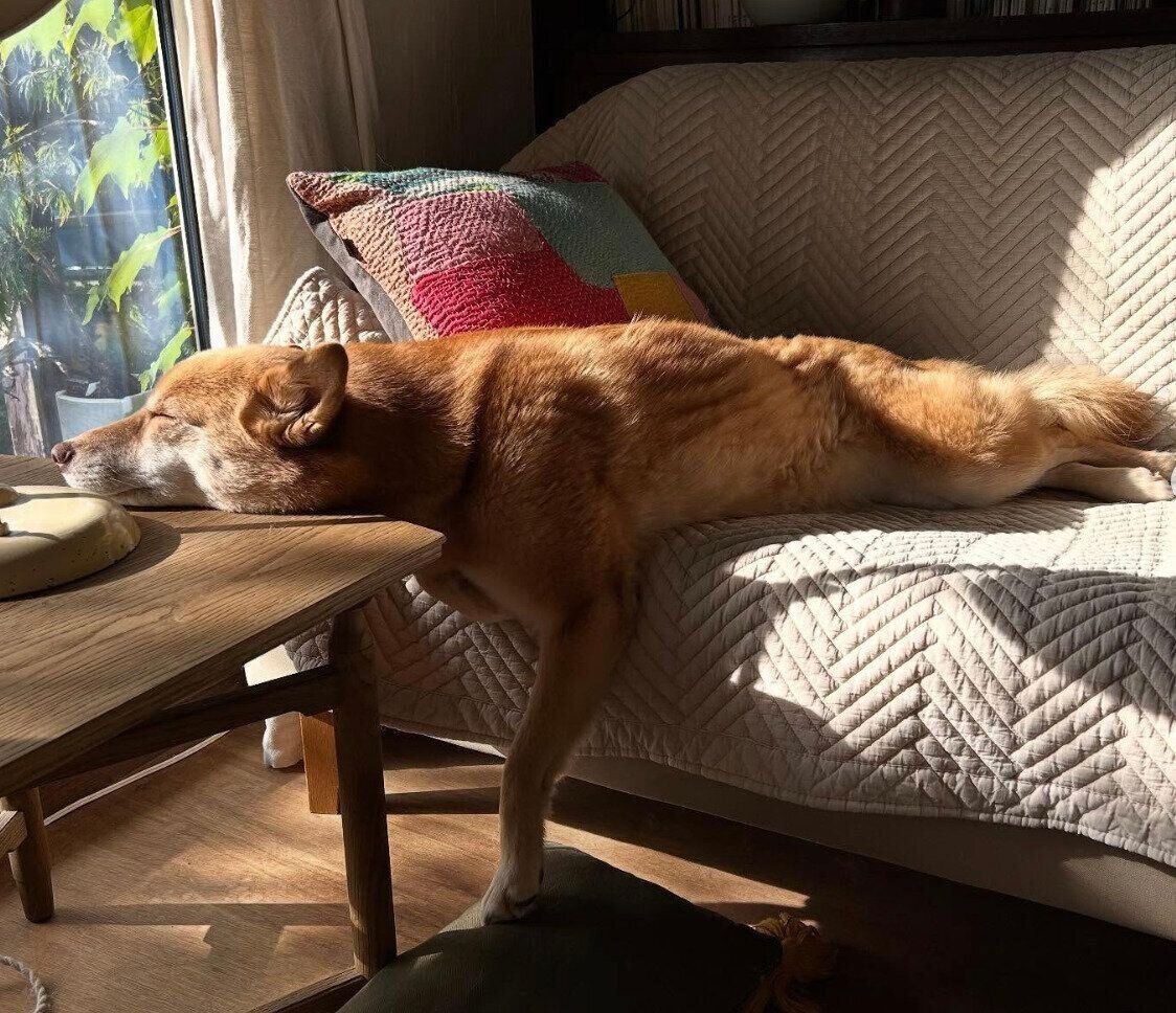 気持ちよさそうにひなたぼっこするポロトちゃん。