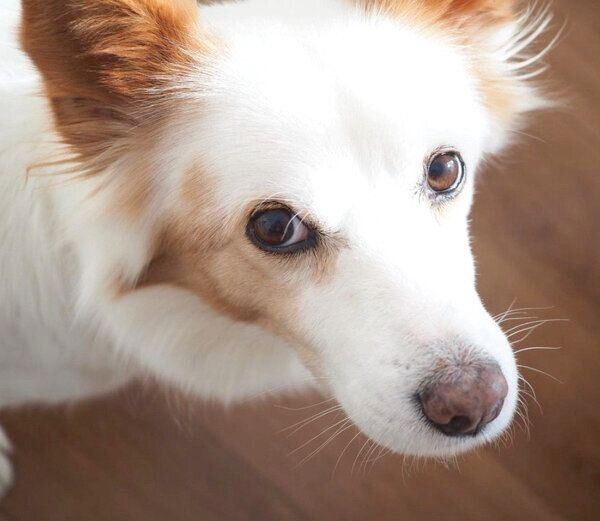 見つめるまるこちゃん