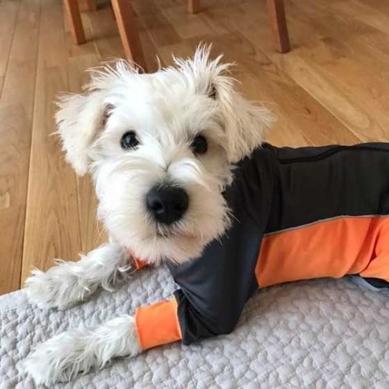 レインコートを着るミニチュア・シュナウザー