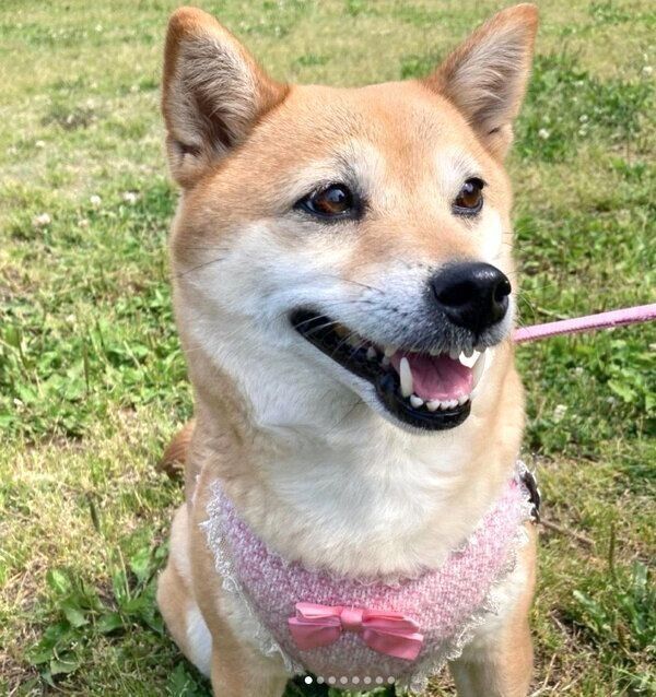 お散歩するももちゃん