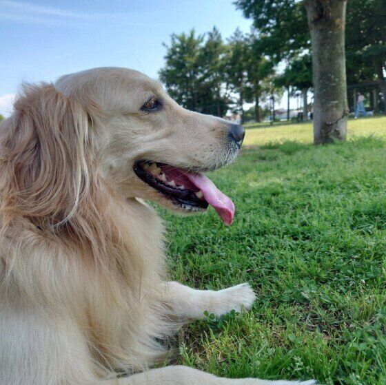 「ブーン」と飛んでくる虫が大嫌い！ 蚊やハエの羽音が気になる犬への対応は？  いぬのきもち