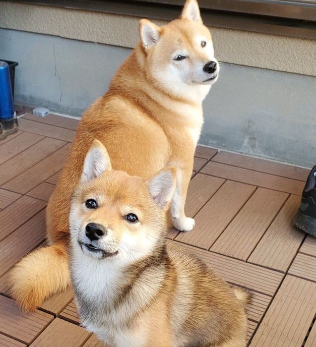 仲良しななつちゃん、ここちゃん
