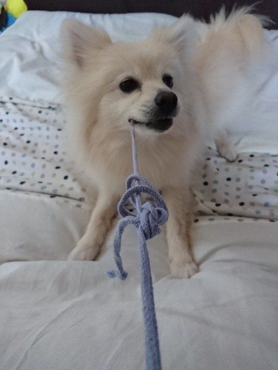 ポメラニアン②