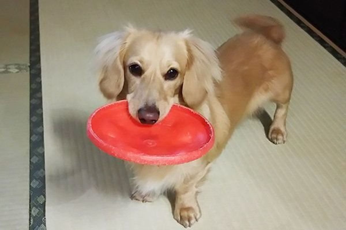 飼い主さんショック 犬はフリスビー遊びが好き は期待しすぎかも いぬのきもちweb Magazine 飼い主さんショック 犬はフリスビー遊びが好き は期待しすぎかも いぬのきもちweb Magazine