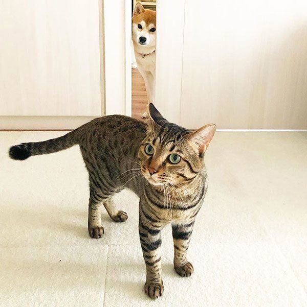 兄弟のように仲良しな「ゆう」くんと「とろ」くん