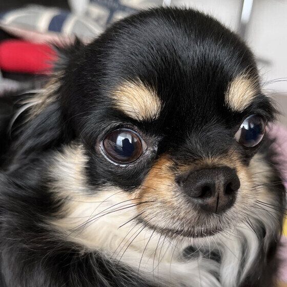 犬の骨折が起こりやすい場面とは？ 犬の骨折について獣医師に聞いてみた いぬのきもち