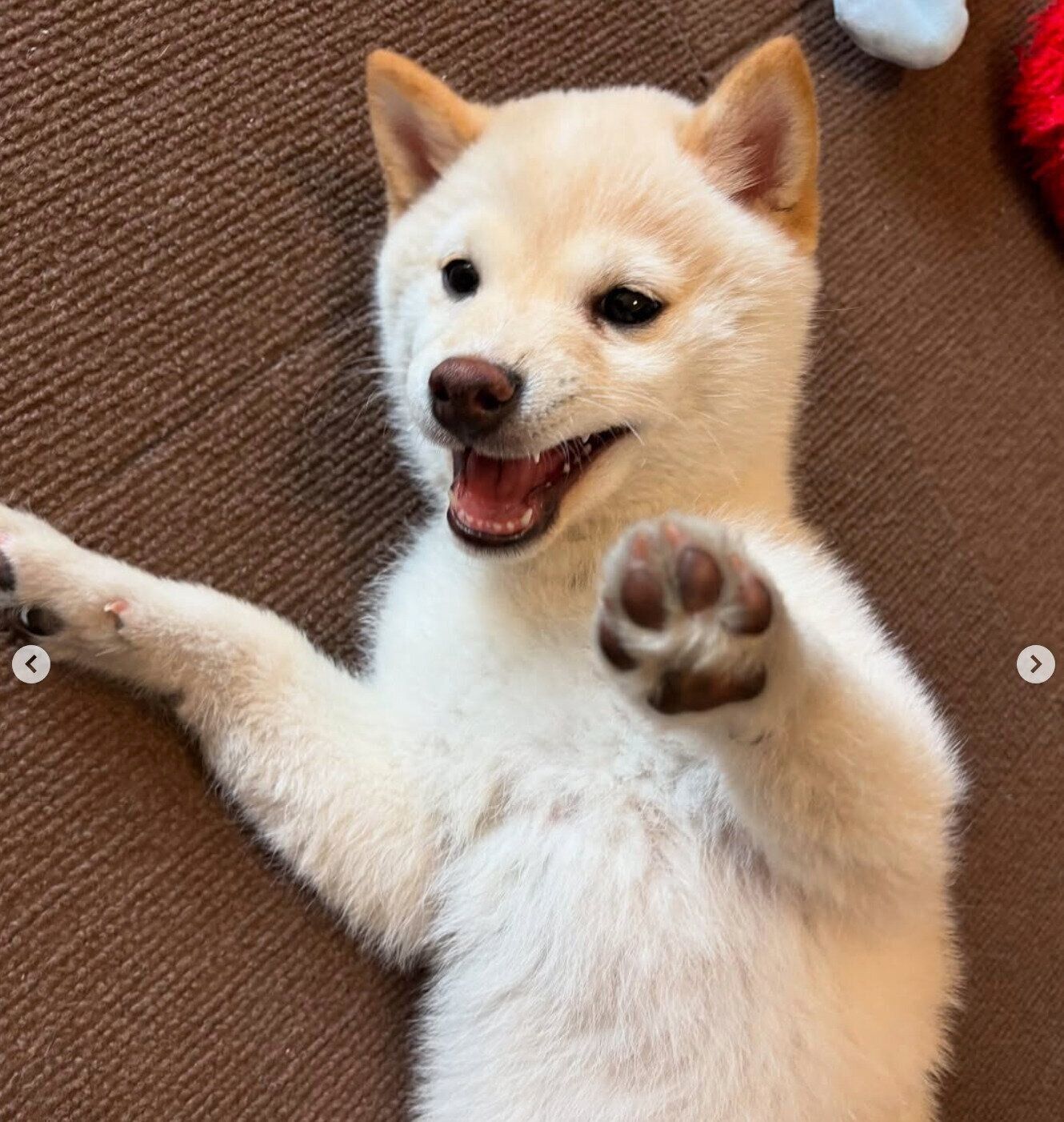 寝転がるもちおくん