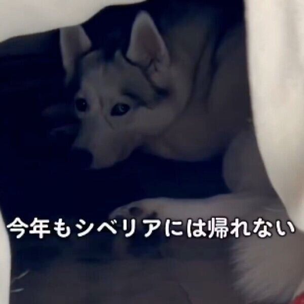 コタツの中でくつろぐアシㇼちゃん