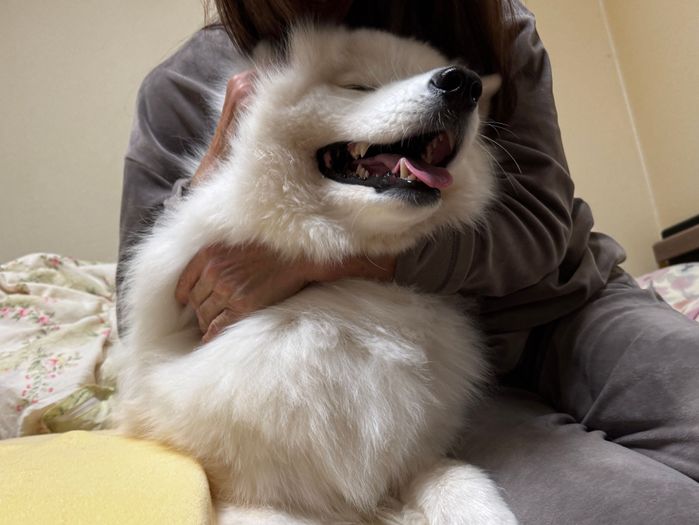 飼い主さんにギュッとしてもらうエルちゃん