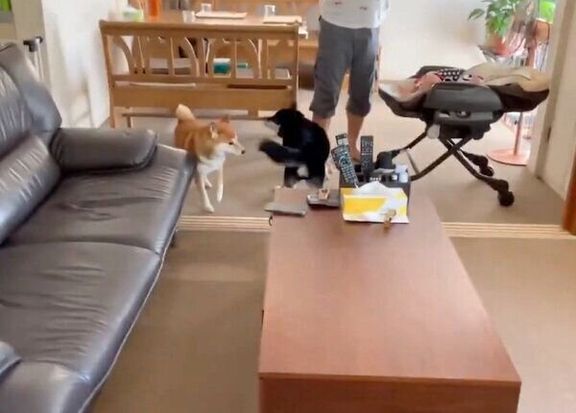 再会するつぶらちゃん、こてまる先輩