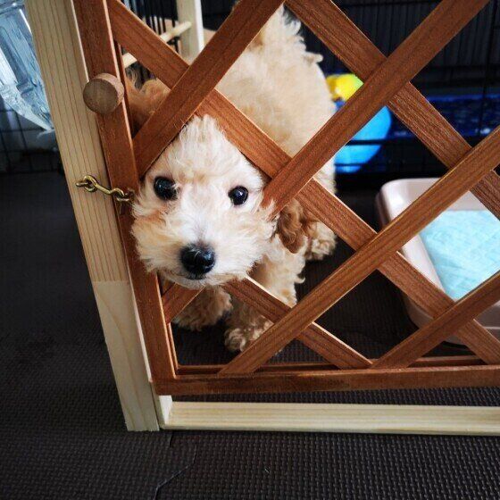 見つめるトイ・プードル