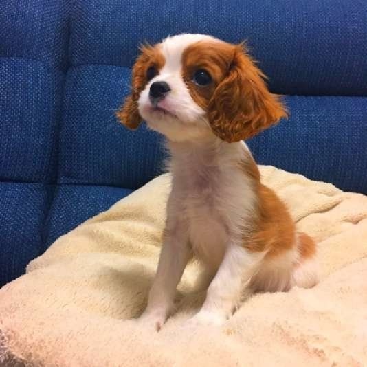 病気以外にもいろんな原因が 犬がごはんを食べなくなるワケ いぬのきもちweb Magazine