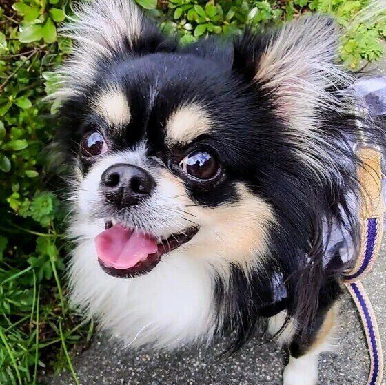 お散歩中のチワワ