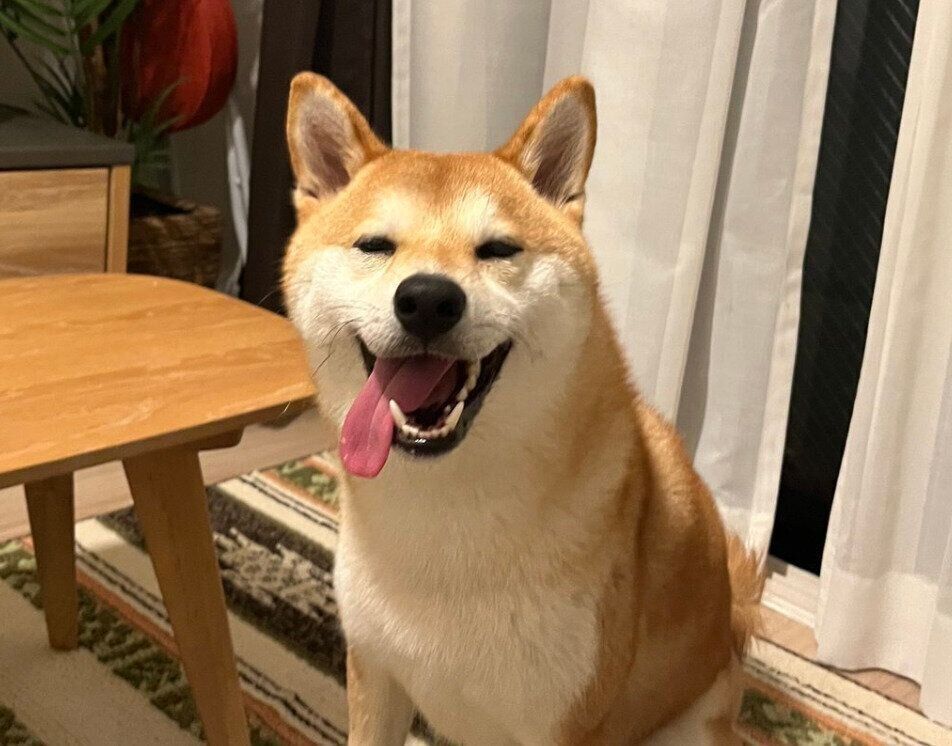 遊んで満足したもなかまるちゃん