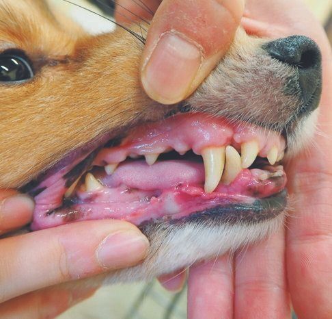 写真協力／WANCOTT