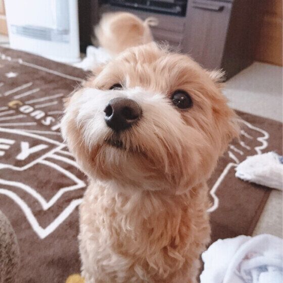 犬が何も食べていないのに「口をくちゃくちゃ動かす」ときの注意点 いぬのきもち