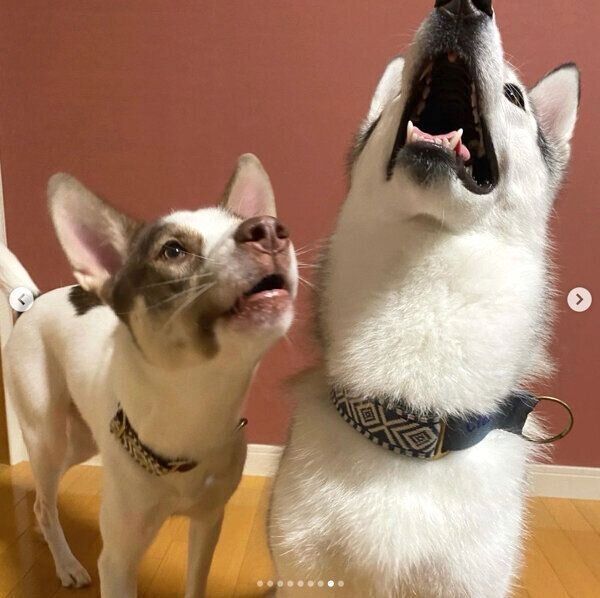 仲良しなバロンくん、シエルちゃん