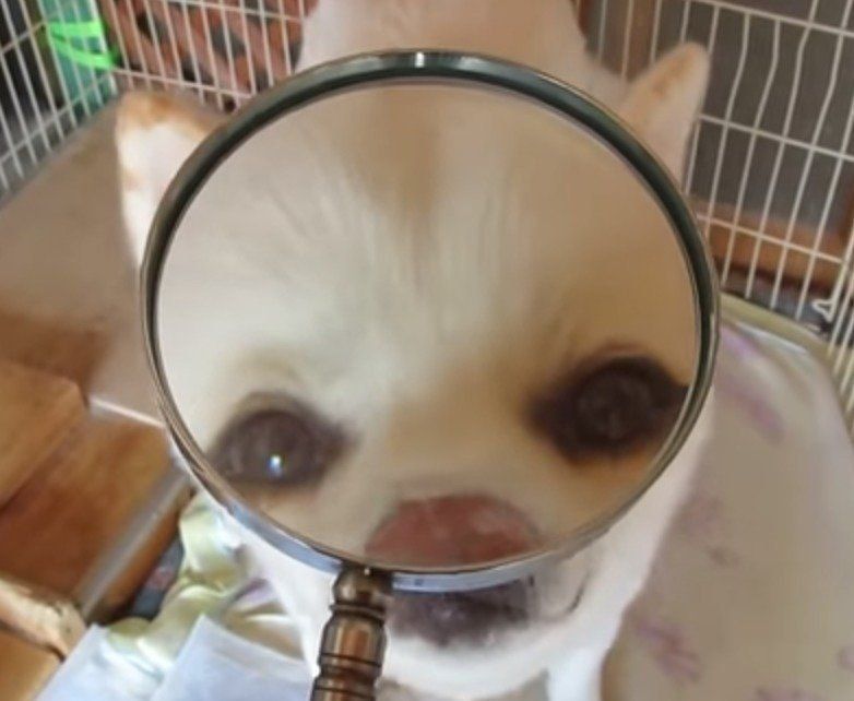 秋田犬と虫メガネ