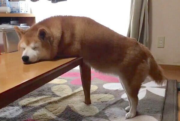 不思議な体勢で眠るロペさん