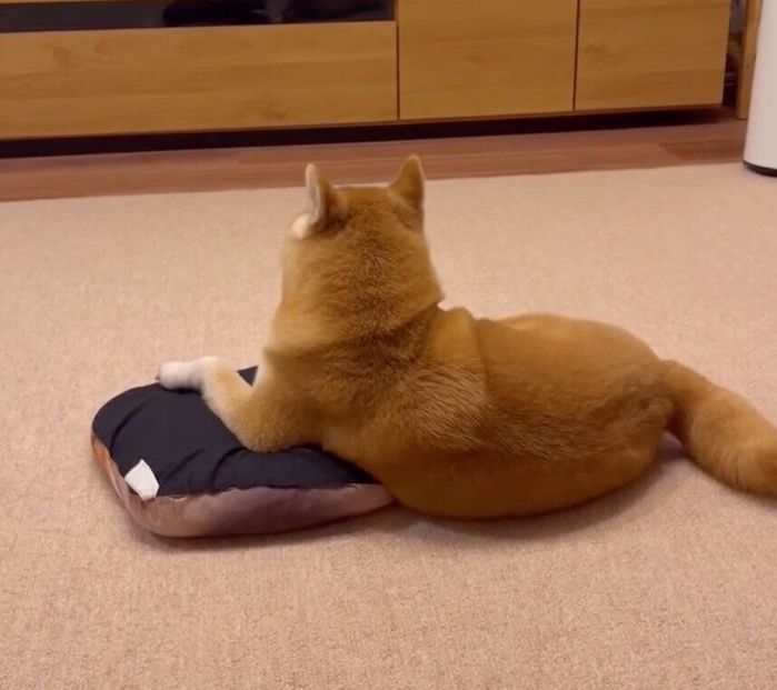 テレビを見る文太くん