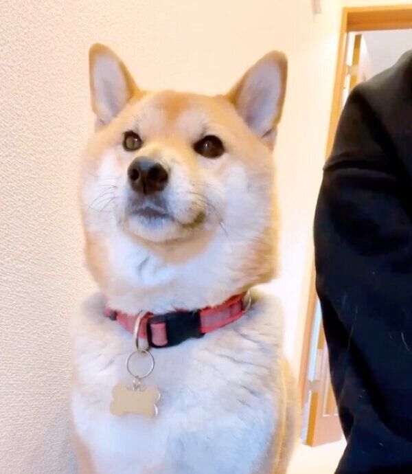 見つめる小春ちゃん