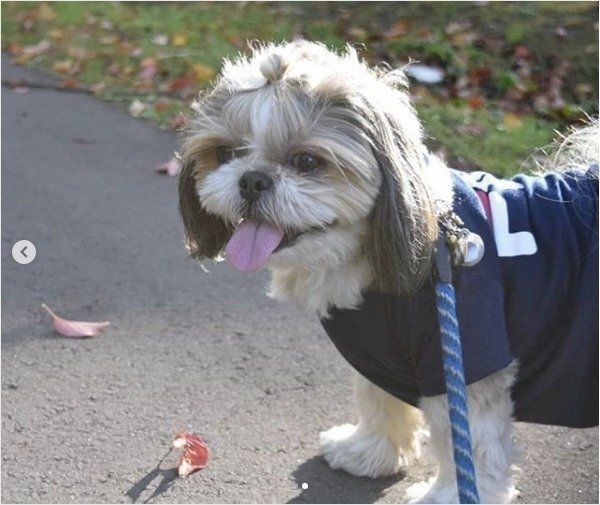 お散歩するシー・ズー