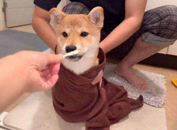 お風呂上がりのわらびちゃん