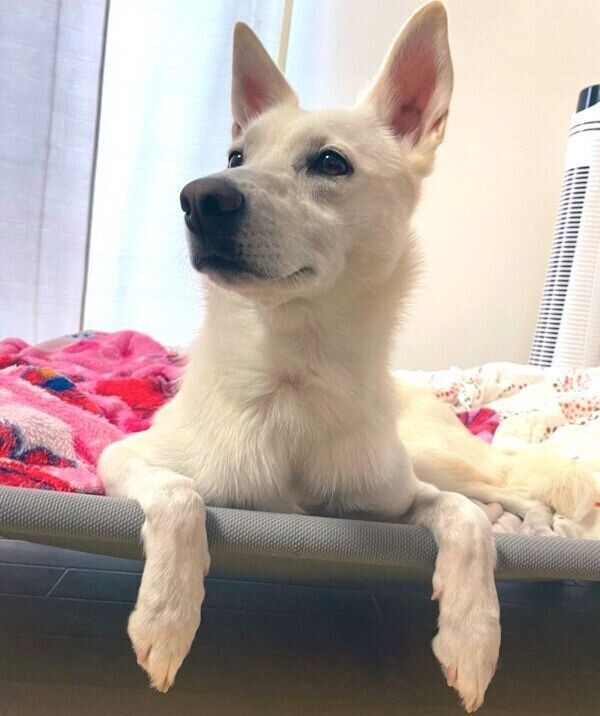 くつろぐハクちゃん