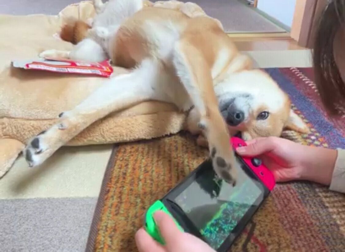 ナデナデを催促するまるくん