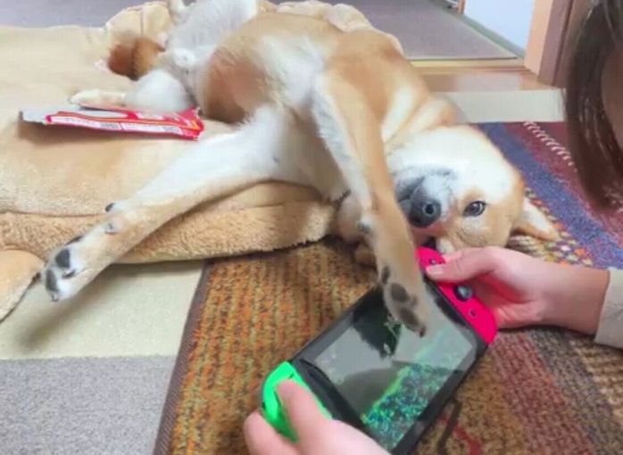 ナデナデを催促するまるくん