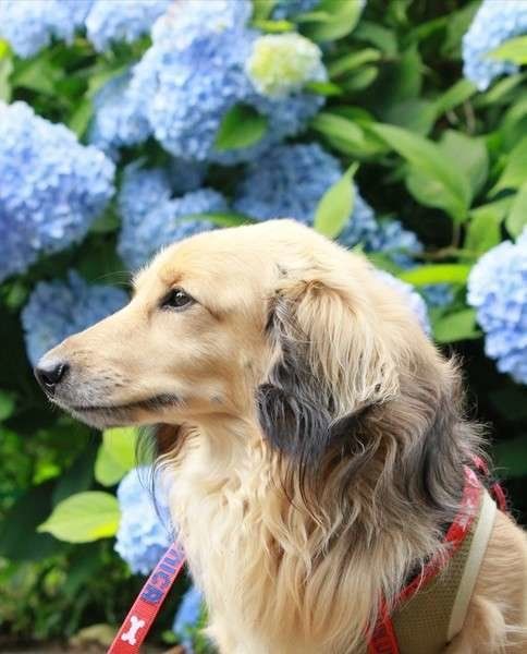 ダックスフンド