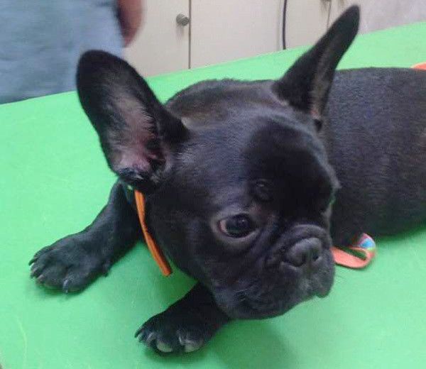 動物病院がキライな犬は約4割 飼い主さん冷や汗 病院での困ったエピソード いぬのきもちweb Magazine