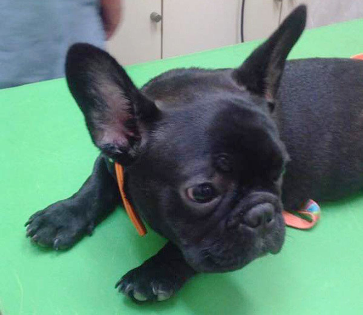 動物病院がキライな犬は約4割 飼い主さん冷や汗 病院での困ったエピソード いぬのきもちweb Magazine 動物病院がキライな犬は約4割 飼い主さん冷や汗 病院での困ったエピソード いぬのきもちweb Magazine